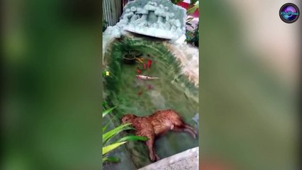 Golden Retriever Sleeping In Garden Pond
