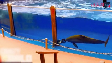 لو لم يتم تصويرها لما صدق أحد هذه الأحداث لعام 2017 إنها مواقف لا تصدق..!! الجزء 5