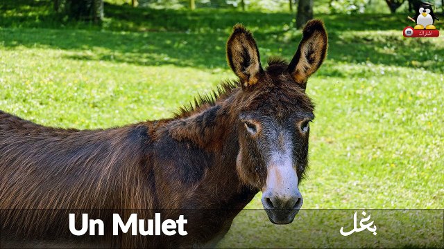 Apprendre les animaux de la ferme et leurs cris en Arabe pour bébé, les noms des animaux en arabe, langue arabe -1