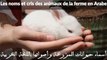 j'apprend les animaux de la ferme et leurs cris en Arabe pour bébé, les noms des animaux en arabe, langue arabe -2