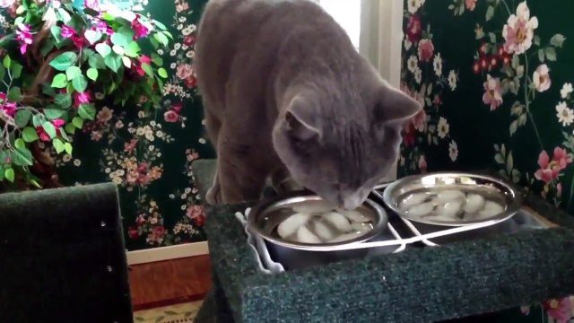 Epic Funny Scared Cats Compilation! Epic Funny Cats!