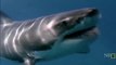 Tubarão -  Ataques de Tubarões - Documentário