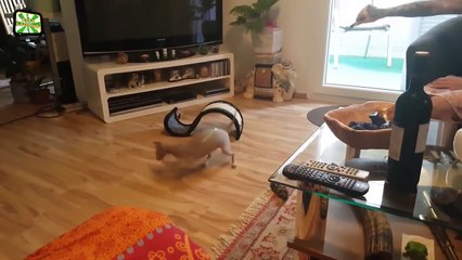 Sphinx Cats ???? Funny Hairless Cats Playing [Epic Laughs]