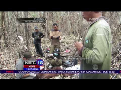 Kasus Penganiayaan dan Pembunuhan Orang Utan Kerap Terjadi - NET12
