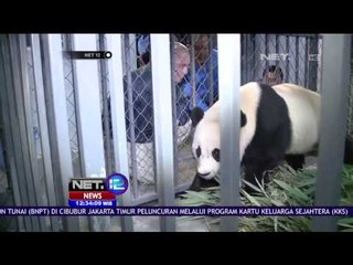 Panda Raksasa Bao Bao Tiba di Cina - NET12