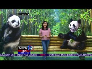 Sensasi Foto Bersama Panda di Amazing Art World Bandung - NET12