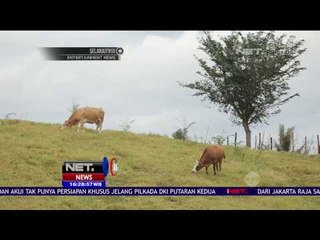 Ternyata Indonesia Punya Peternakan Sapi yang Tidak Kalah Indah dari New Zealand - NET16