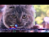 Uniknya, Komunitas Pencinta Hewan di Semarang Adakan Pengobatan Gratis bagi Kucing - NET12