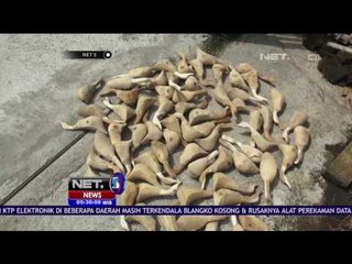Bebek Bersepatu Asal Klaten Mampu Terbang ke Mancanegara - NET5