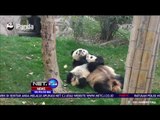 Aksi Lucu Panda Raksasa yang Menolak Diajak Bermain - NET24