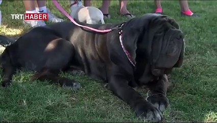 Dünyanın en çirkin köpeği