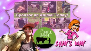 THE GENTLE BARN VLOG - SHAY'S WAY - VIDEO