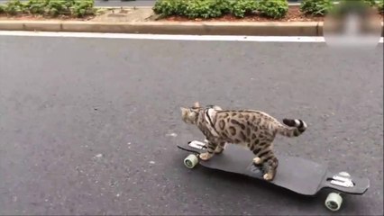 Download Video: Ce chat est un as du Skateboard! Trop marrant