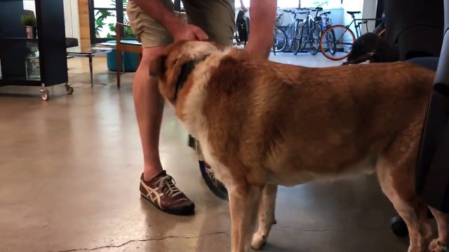 Ce pauvre petit chiot veut jouer avec plus grand que lui