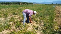 Ödemiş'te Patates Fiyatları 20 Kuruşa Düştü