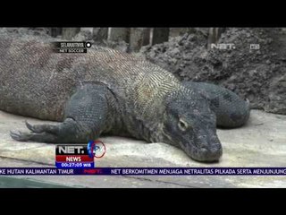 21 Telur Komodo Menetas di Taman Safari - NET24