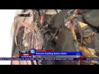 Petugas Sita Ratusan Kepiting Bakau yang Akan Diselundupkan ke Singapura - NET12