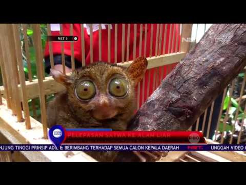 Petugas Lepas Liarkan Hewan Dilindungi ke Alam Liar di Bangka Belitung - NET5