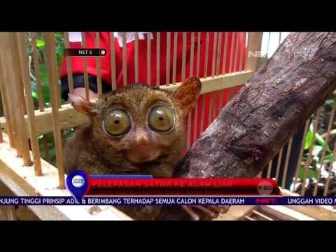 Petugas Lepas Liarkan Hewan Dilindungi ke Alam Liar di Bangka Belitung - NET5