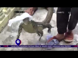 Sekawanan Biawak Invasi Pemukiman Warga di Bukit Tinggi - NET16