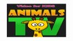 ELEFANTES Gorilas Macaco FlamisdfsdfwerweGorilla Zoo Wild Life - Funny Animals TV K