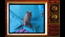 Funny Videos 2017  - Funny Cats Videreo - Funny Cat Videos Ever - Funny Animals - Funny Cute Ca