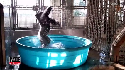 Un gorille s'amuse dans une piscine