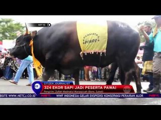 Скачать видео: Karnaval Sapi Bone Pecahkan Rekor Muri sebagai Karnaval dengan Peserta Sapi Terbanyak - NET10