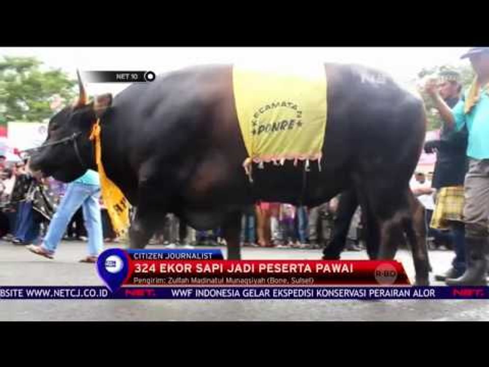 Karnaval Sapi Bone Pecahkan Rekor Muri sebagai Karnaval dengan Peserta Sapi Terbanyak - NET10