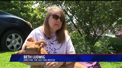 Puppy Saved from 'One of Worst Cases' of Abuse Animal Rescue Workers Have Seen