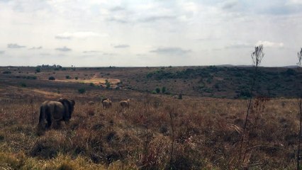 店橋憲一の動物シリーズ1