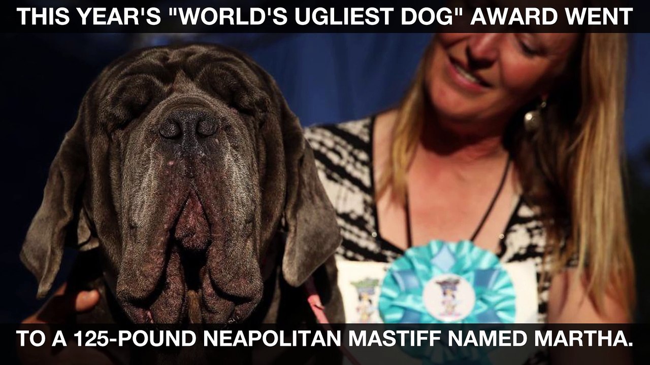 'World's ugliest dog' is surprisingly very cute