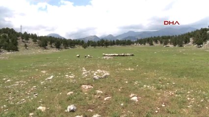 Mersin Hibe Damızlıklar Besiciye Umut Oldu