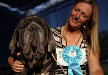 'World's ugliest dog' is surprisingly very cute