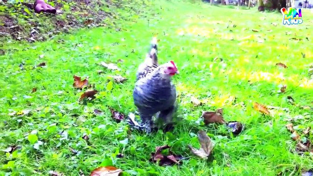 Con Gà Trống - Bài Hát Con Gà Trống Gáy Le Te - Ca Nhạc Thiếu Nhi