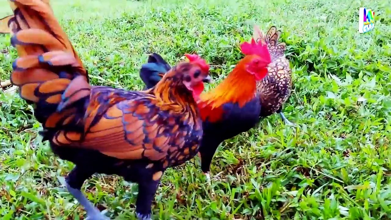 Con Gà Trống - Con Gà Gáy Le Te - Nhạc Thiếu Nhi Vui Nhộn Hay Nhất