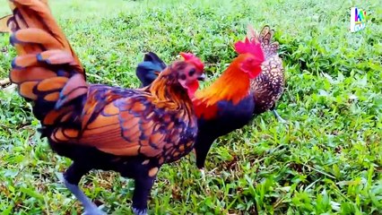 Con Gà Trống - Con Gà Gáy Le Te - Nhạc Thiếu Nhi Vui Nhộn Hay Nhất