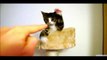 Cats are just the Funns Compilation ► Best Funny Cat Vi