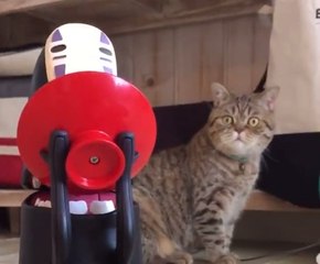 Böyle kumbara mı olur diye düşünen kedi