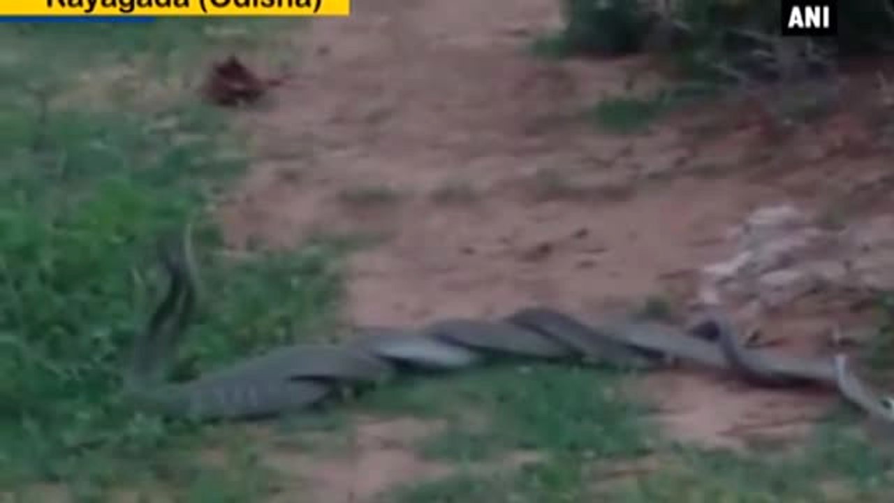 Hindistan'da Kobraların Dansı Izleyenleri Büyüledi