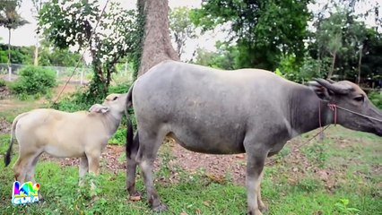 Con Tê Giác, Con Bò - Nhạc thiếu nhi vui nhộn