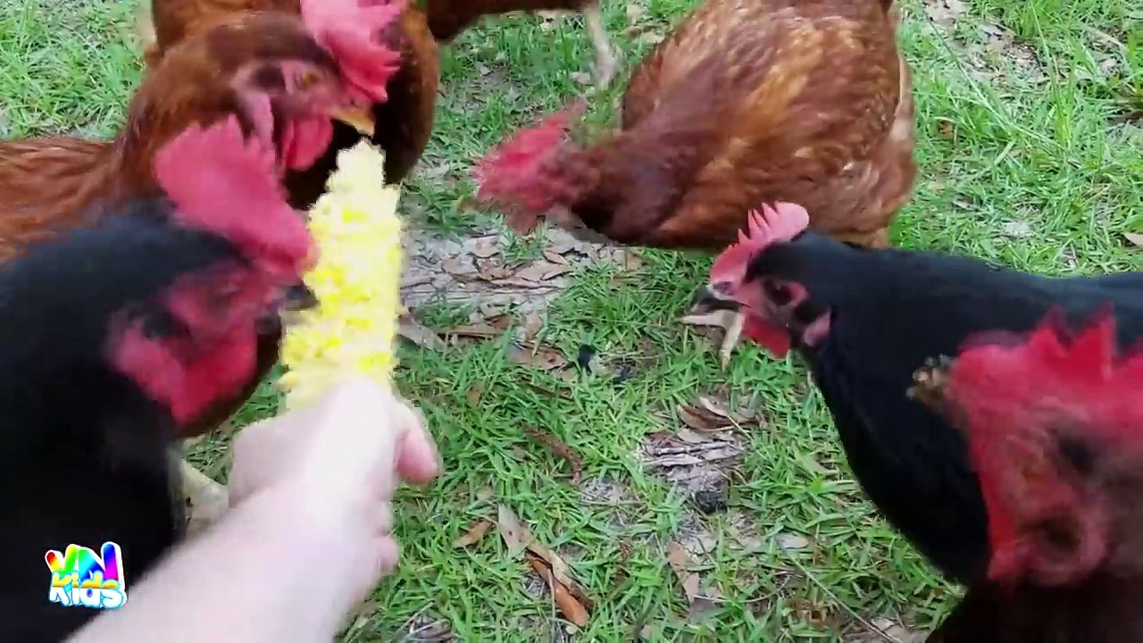 Con Gà Trống, Con Gà Gáy Le Te - Nhạc Thiếu Nhi Vui Nhộn Hay Nhất