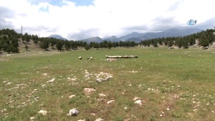 Mersin'de Hayvan Destekleri Hayvancılık İçin Umut Oluyor