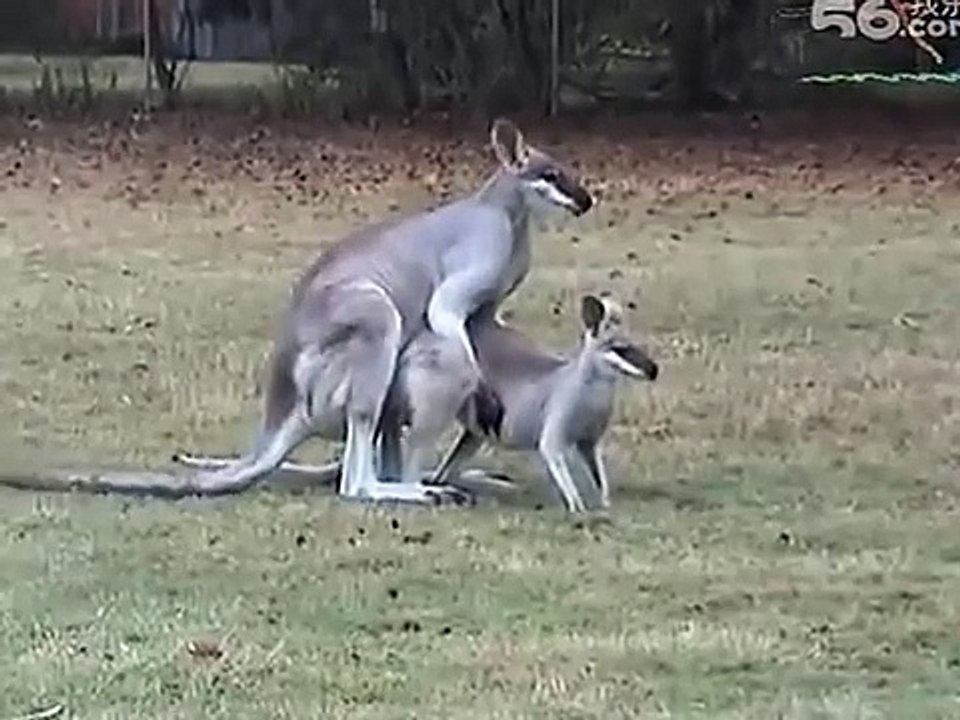 Animals Mating - Kangaroo