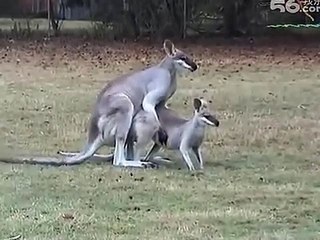 Animals Mating - Kangaroo
