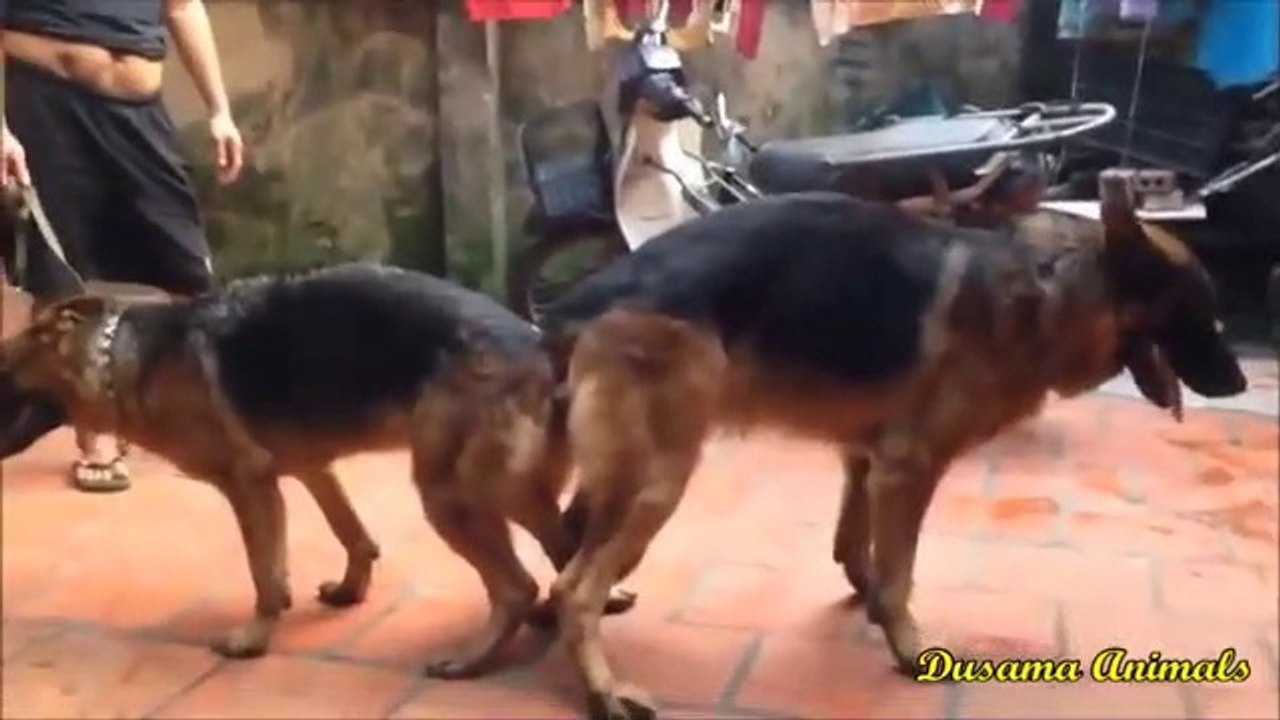 Animals Breeding - Dog Mating - Dogs Breed 2017