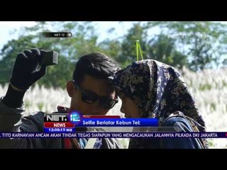 Kebun Bunga Tebu, Tempat Hits Selfie di Kulonprogo - NET12