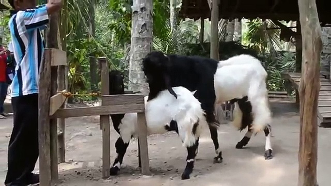 Goat Mating 2017 - video Dailymotion