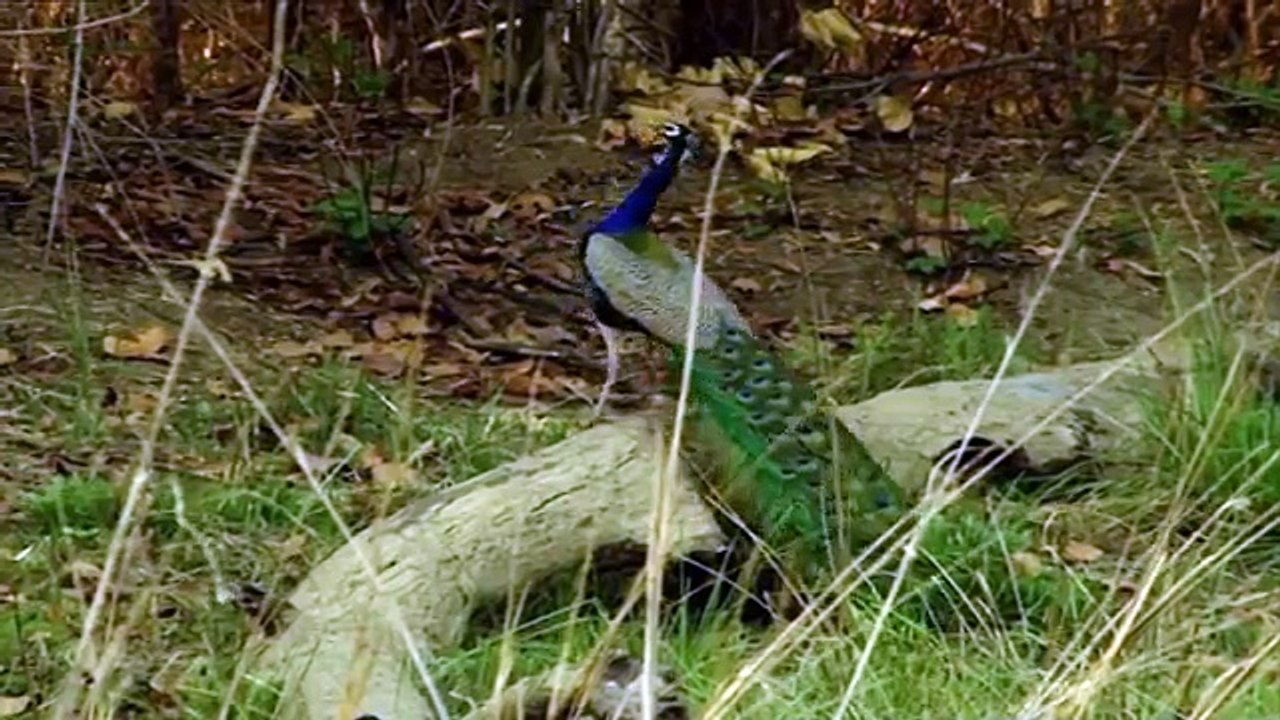 Glamorous Indian Peacock _ Pavo Real Glamuroso