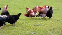 Rooster Mating Compilation Full Video- Chickens Mating Hen Full Video ( All Rights Reserved )